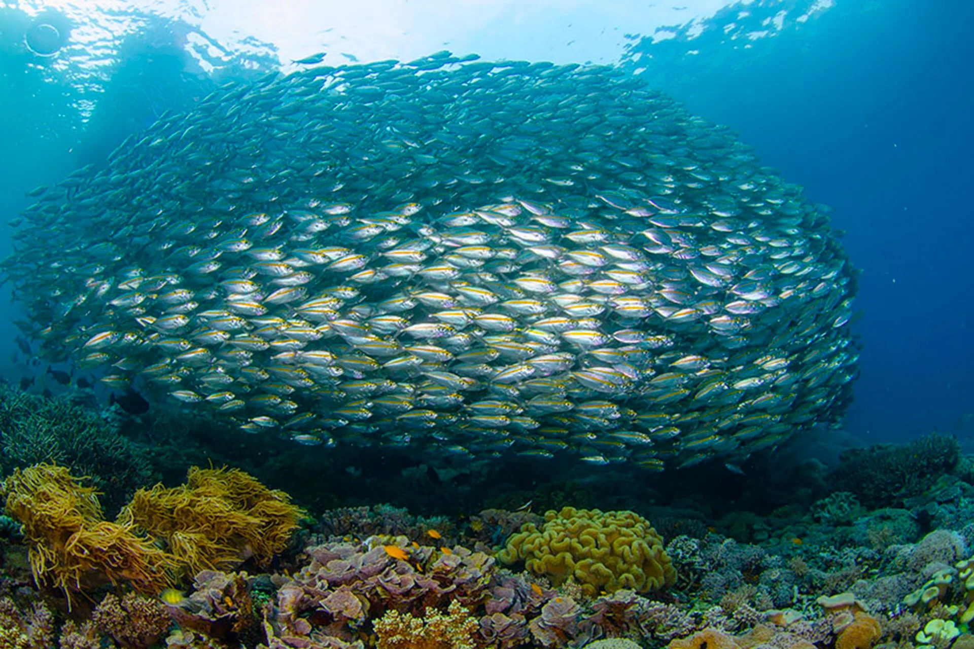 dampier-strait-fish-ball-reef (1)